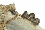 Fossil Predatory Pig (Archaeotherium) Jaw Section - Nebraska #342291-2
